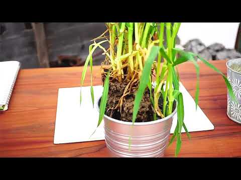 Feldtag 2021 des LHW - 3. Wintergerste (3/7)