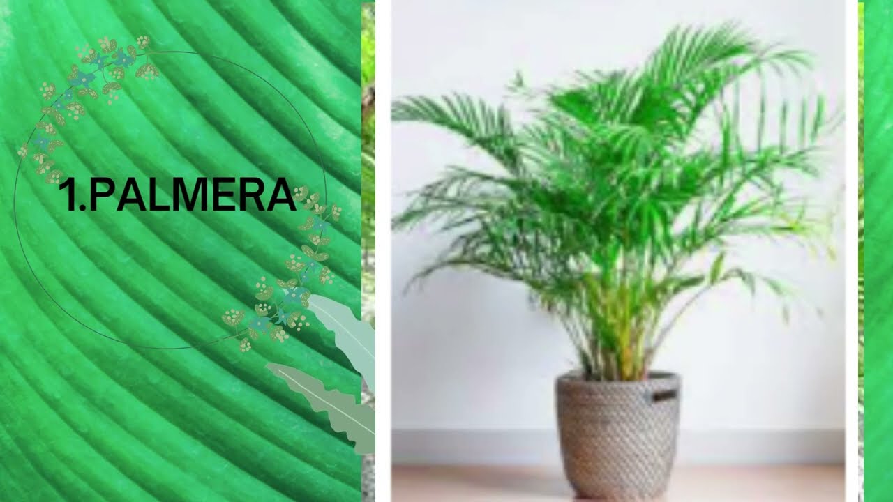 MGA HALAMANG NAMUMULAKLAK AT DI NAMUMULAKLAK