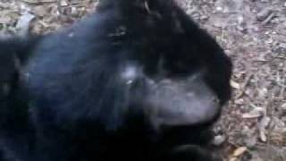 Download lagu KuCiNg MaKan PoKoK gAlAk mp3