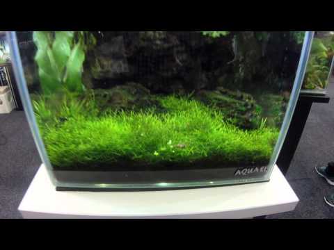 Aquael Shrimp set with shrimp and a fighting fish