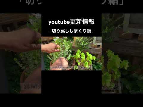 子どもたちと一緒に植える種は何ですか？あなただけのトップ 3!  庭園