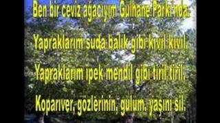 CEM KARACA - CEVİZ AĞACI