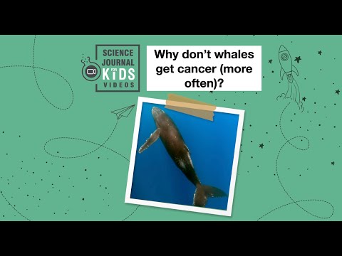 Biology Lesson Idea | Why don't whales get cancer (more often)?