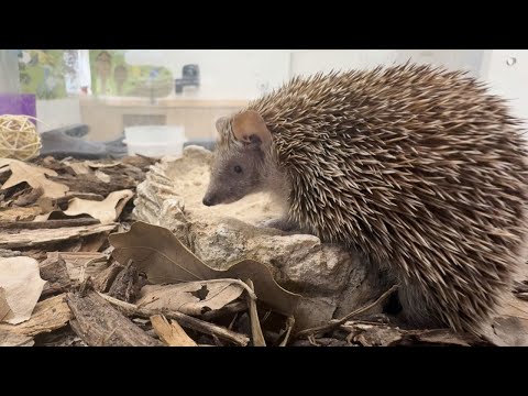 Animal Spotlight: Violet, Tenrec