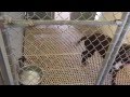 Dogs Puppies At Local Animal Shelter Adopt A Shelter Pet Today