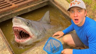 I Found Sharks in a Sewer!