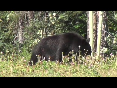 NJ Sussex County’s Controversial Black Bear Hunt May Continue Four More Years
