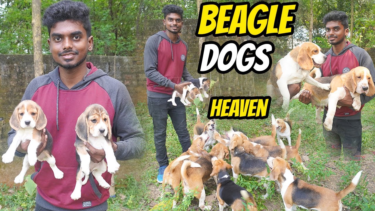 Watch video DOGS FOR SALES| BEAGLE PUPPY SALES | DOG KENNELS | Delivery Available Now DOGS FOR SALES| BEAGLE PUPPY SALES | DOG KENNELS | Delivery Available