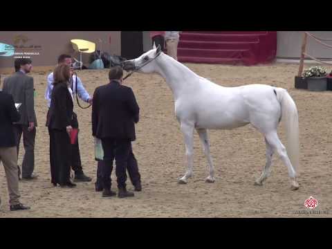 N 147 MAJEDA AL ROWDHA   10th Qatar International Arabian Peninsula Horse Show 2020   4 6 Years Old