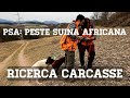 PSA, Peste Suina Africana: il ritrovamento delle carcasse di cinghiale. Esercitazione in Umbria