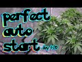 TURBOCHARGE AUTOFLOWERS THE PERFECT START DAY 1 20 How To Grow Weed Autoflowers Easy First Time