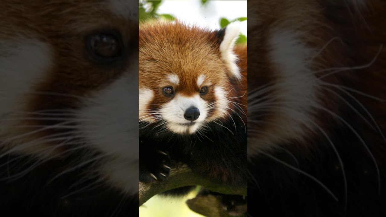 Red Panda Live Wallpaper |  Red Panda Wallpaper | red panda animated