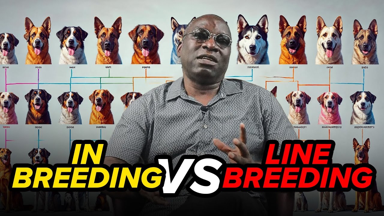 Inbreeding vs. Line Breeding in Dogs – Fully Explained