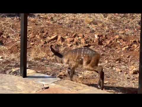 RHULANI MINUTE SAFARI - A bushbuck baby in the lodge