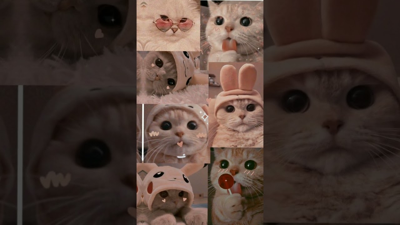🌌Cute cat pics🌌