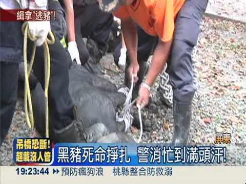 黑豬逛大街! 騎士急煞險出車禍