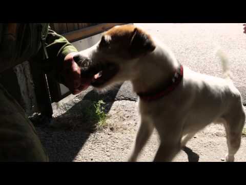 Ruotuväki - Erikoisetsintäkoira Indy löytää huumausaineet ja kalat