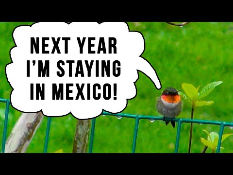 HUMMINGBIRD on BLUSTERY NEW ENGLAND DAY 🌦️⛅⛈️