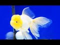 10 Jenis Ikan Mas Koki Tercantik Dan Terpopuler