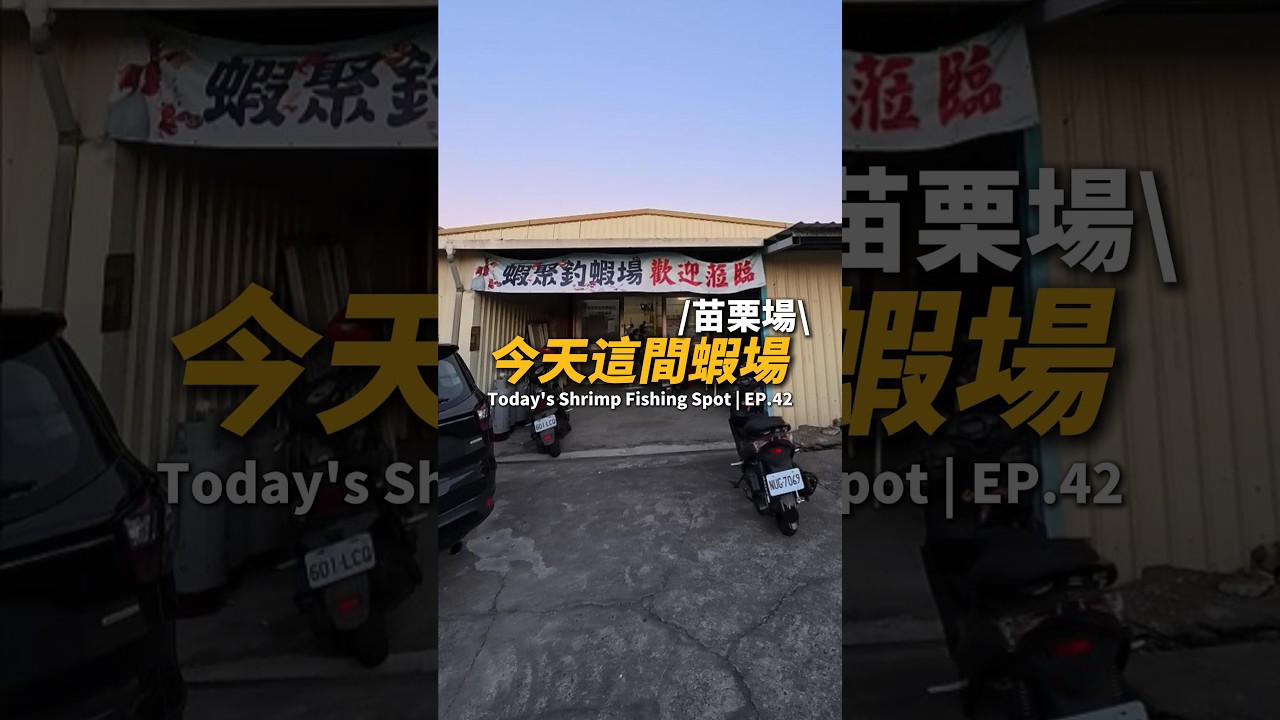 今天這間蝦場EP.42【MLS蝦戰天下】#17shrimp #台湾のエビ釣り #shrimpfishing #새우낚시