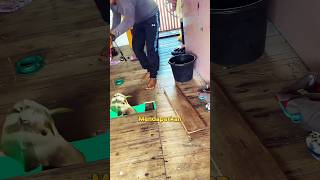 Download lagu Fishing Inside the House Gets Rice Fish #fishing #fish #fun mp3 Download lagu Fishing Inside the House Gets Rice Fish #fishing #fish #fun mp3