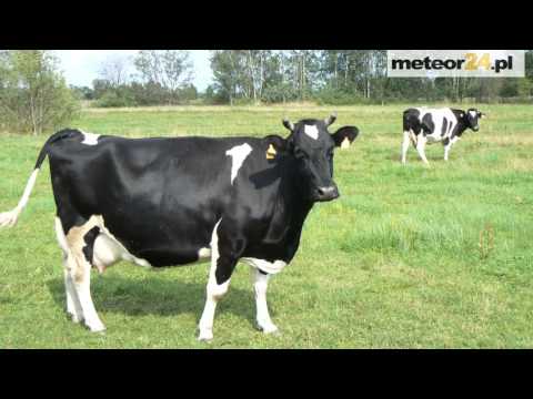 Wypoczynek Na Wsi - Agroturystyka - Górki Grubaki meteor24.pl