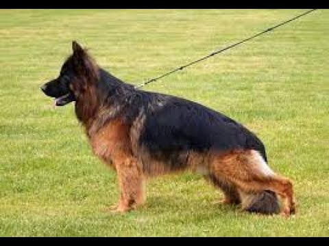 #BSZS2022 - Endrefalva Natan - LSH