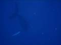 Singing Humpback whale 