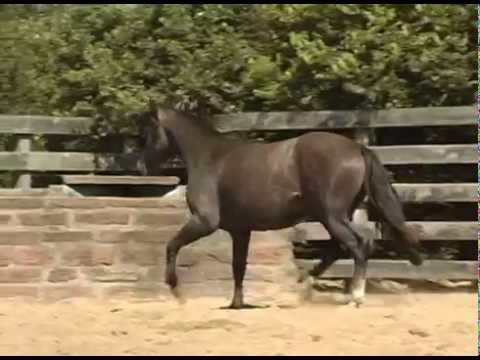 LOTE 25 DATA VENIA GABARITO