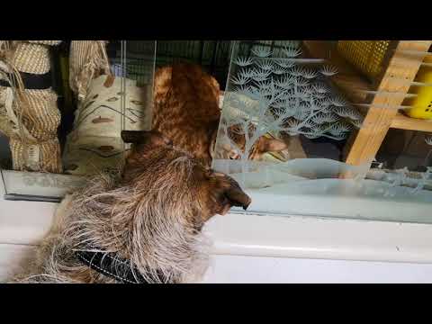 Amala interacts with cat and other dog.