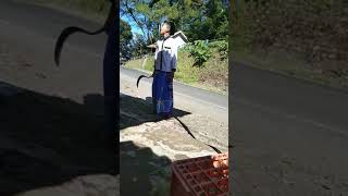 Download lagu NANTANGIN CAROK mp3