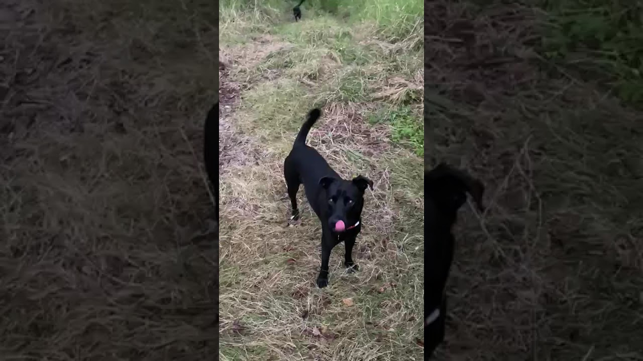 Enlarge Super Salma!, a Adoptable mixed breed in Seattle, WA video 6/6