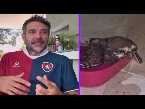 Arrancó la temporada con una historia conmovedora: Pedro Alfonso le salvó la vida a un búho