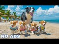 12 Hours of Dog TV for Dogs to Watch 🐶 Dog calming music - Anti Separation Anxiety Relief Music