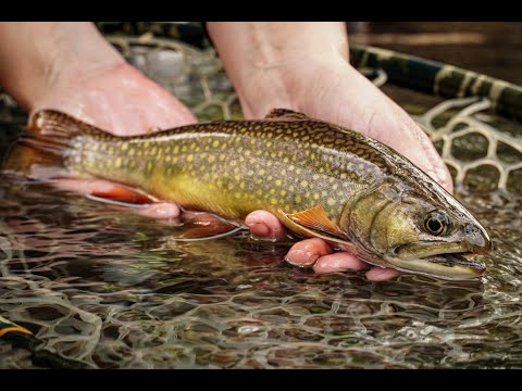 Small Stream Tactics with George Daniel