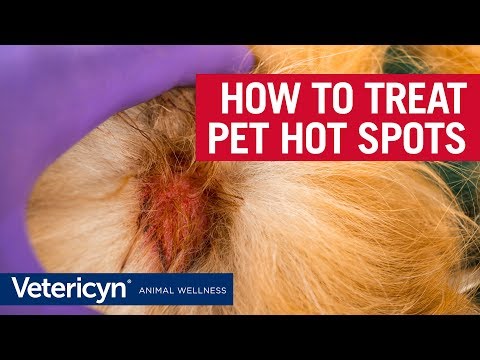 How to Treat Hot Spots With Vetericyn Plus  - Veterinarian Dr. Mindy