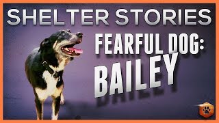 Fearful Dog Case Study: How We Helped Bailey Go Home!
