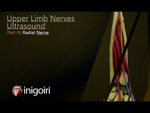 Radial Nerve Ultrasound