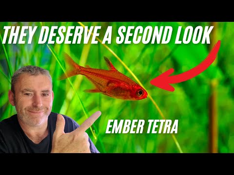 Ember Tetra Care Guide – The Most Underrated Nano Fish!