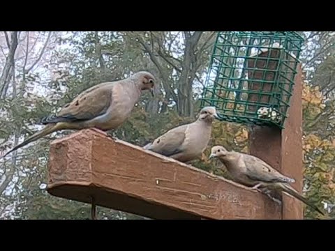 Mourning Doves Take Over Bird Feeder