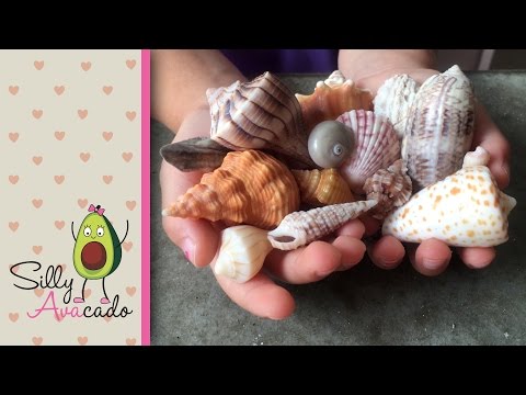 Collecting Seashells & Learning Shell Names at Sanibel Island, FL - Seashell capital of the world!