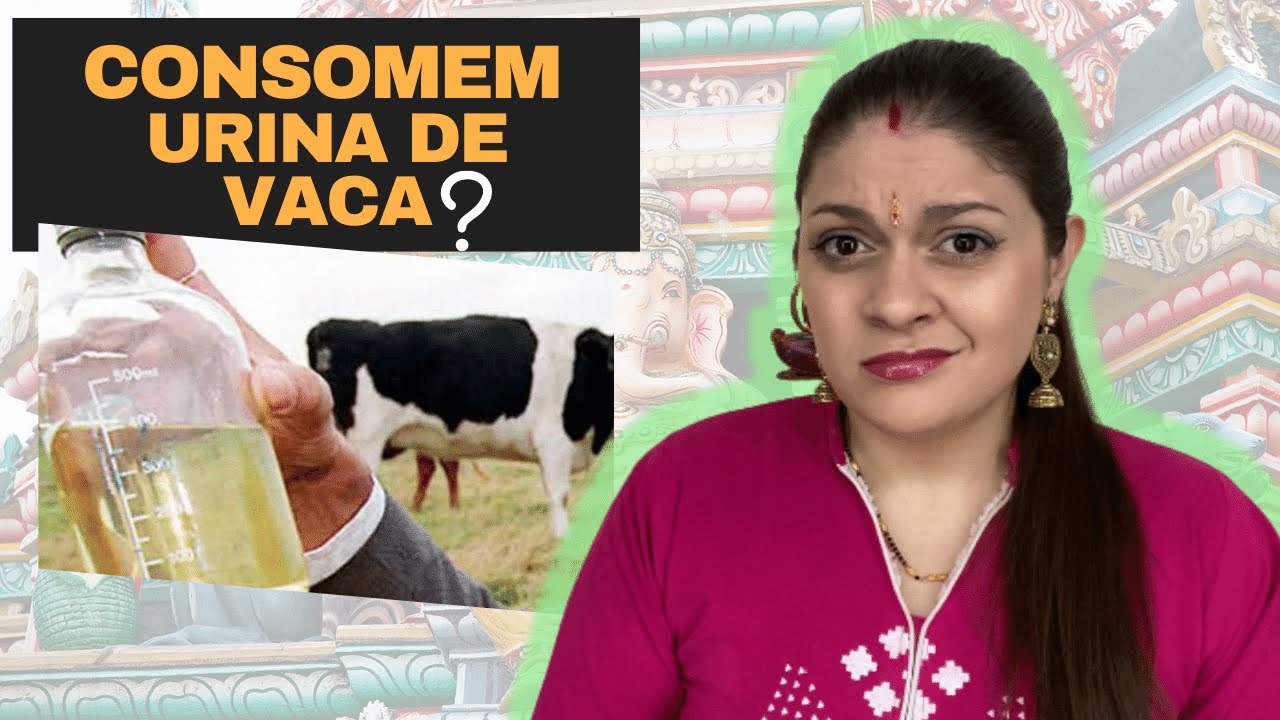 Por que A VACA é sagrada na Índia e outras curiosidades hindus! Brasileira na Índia
