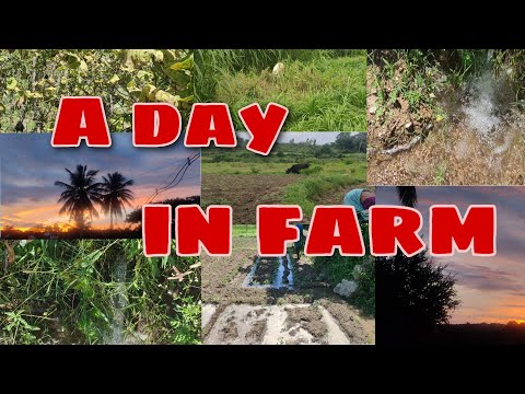 A day in farm || farming field|| nature loving || feeling bliss