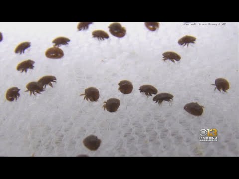 A legkisebb parazita a világon