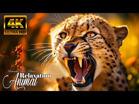 Swamp Wildlife 4K 🌿The most realistic footage of wild animals with soothing relaxing music