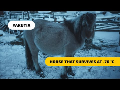 , title : 'Yakutian Horses - the Breed That Survives at -70°C'