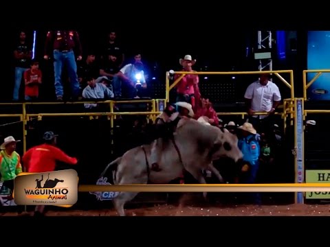 Waguinho Animal - Final touro em Riolândia 29/10/16