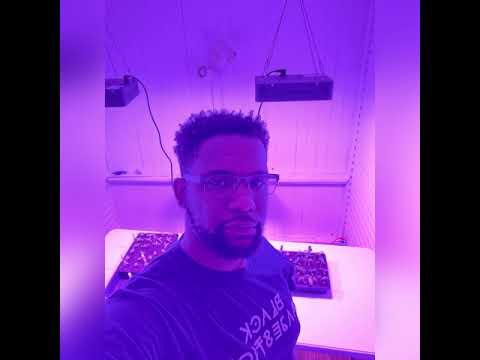 Mein Gartenjahr 2021: Höhen & Tiefen beim Gemüseanbau