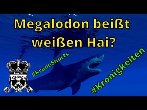 Megalodon beißt weißen Hai? - #Kronigkeiten