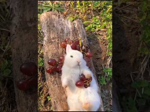 cute rabbit relax and eating 🍇 | cute bunny #rabbit #animals #pets #short #short
